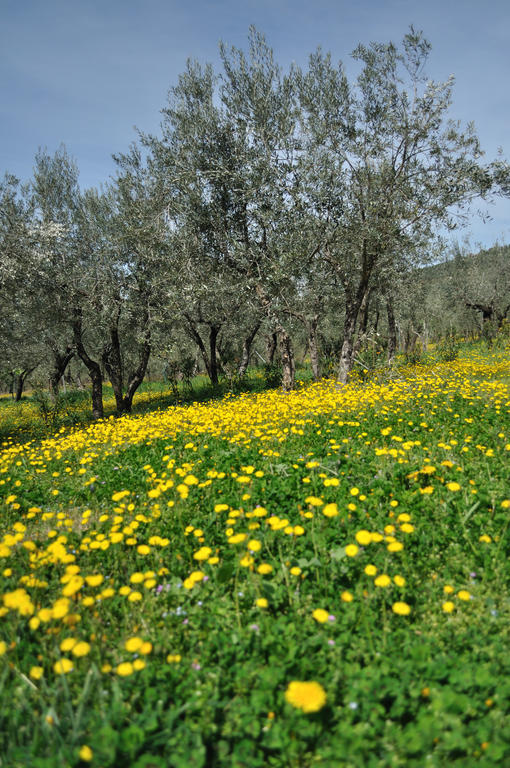 Agriturismo "Antico Frantoio" Foligno Exterior photo